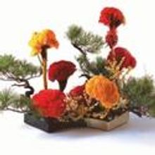 JACCC Announces Ohara School of Ikebana Exhibition